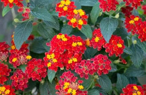 Red flower Stock Photos