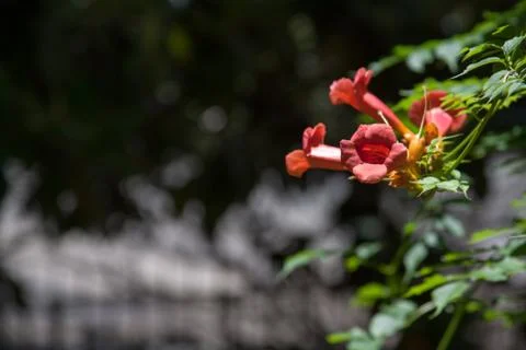 Red flower Stock Photos