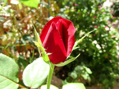 A red flower 스톡 사진