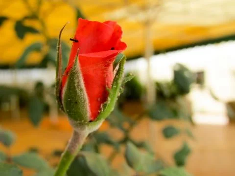 A red flower Stock Photos