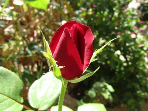 A red flower Foto stock