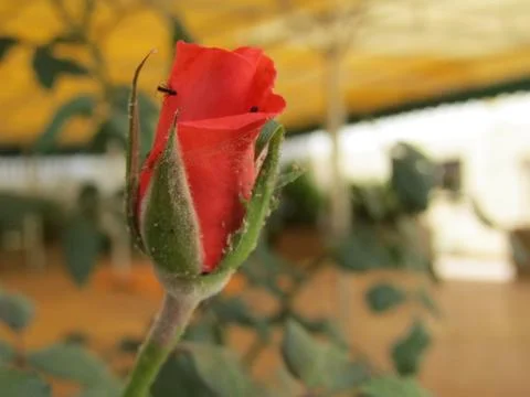 A red flower Stock Photos