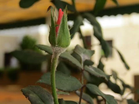 A red flower Stock Photos