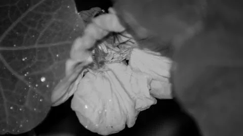 Red flower Stock Photos