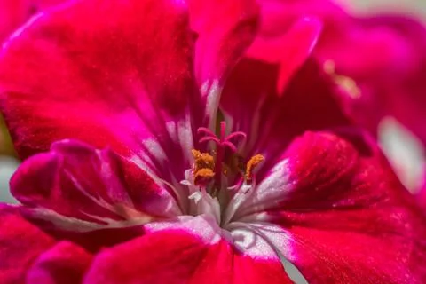 Red flower Stock Photos