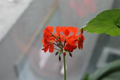 Red Flower Stock Photos
