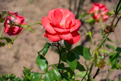 Red flower Stock Photos