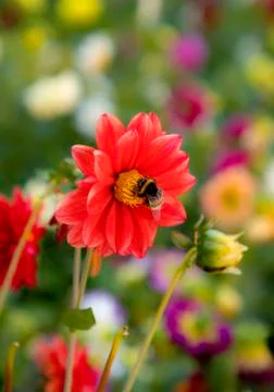 Red flower Stock Photos
