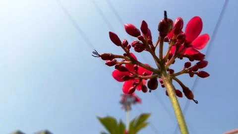 Red flower 写真素材