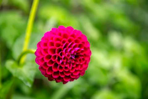 Red flower Stock Photos