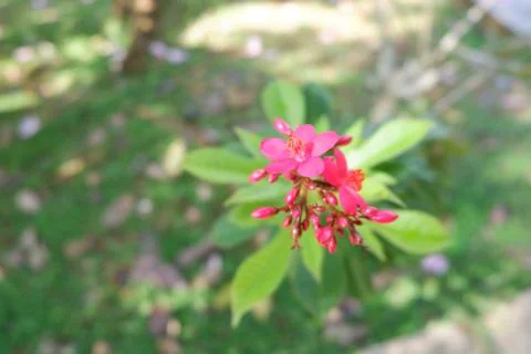 Red flower Stock Photos