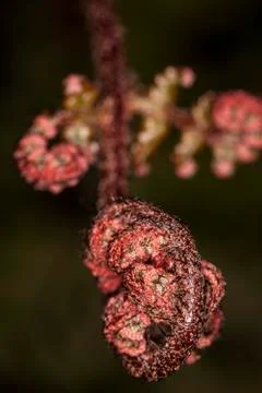 Red flower Stock Photos