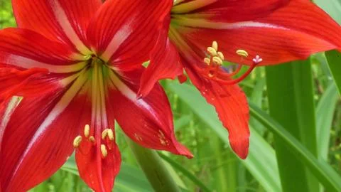 Red Flower Foto stock