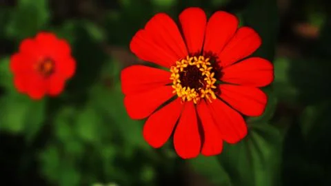 Red flower Stock Photos
