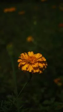 Red flower 写真素材