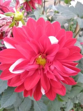 RED FLOWER Stock Photos