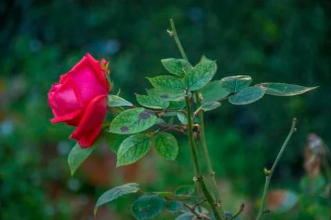 Red flower Stock Photos