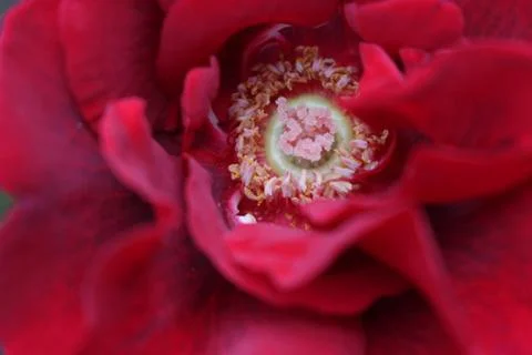 Red Flower Stock Photos