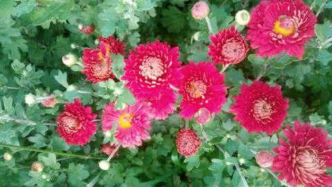 Red flower Stock Photos