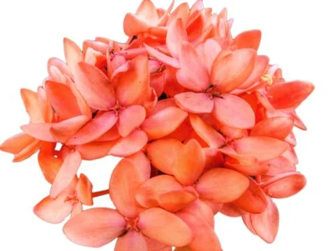 Red flower Stock Photos