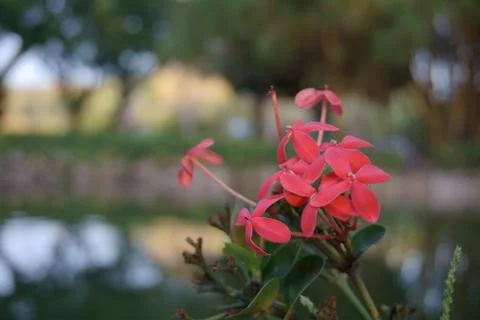 Red flower 写真素材