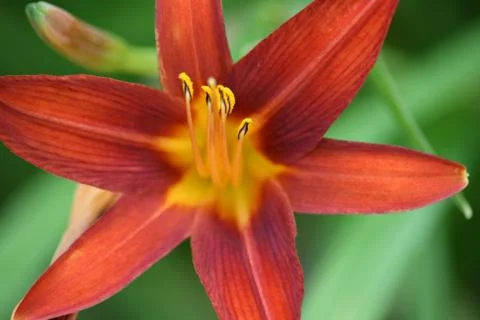 Red flower Stock Photos