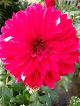 Red flower Stock Photos