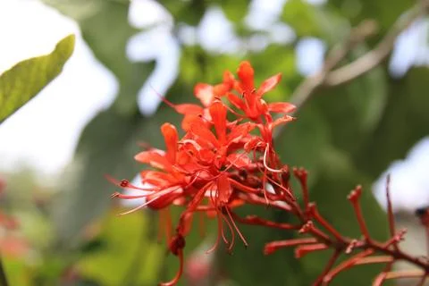 Red flower Stock Photos