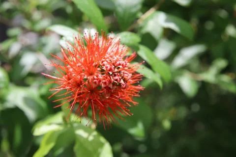 Red flower Stock Photos