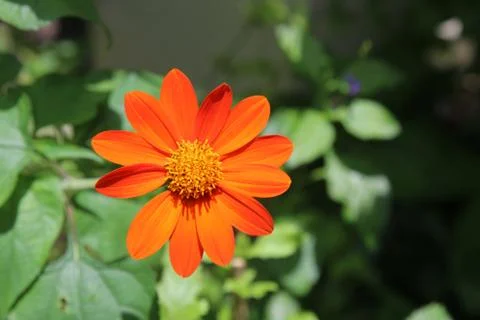 Red flower Stock Photos