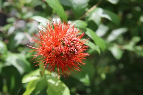 Red flower Stock Photos