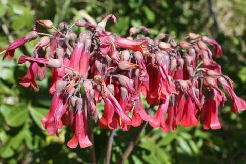 Red flower Stock Photos