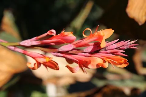 Red flower Foto stock
