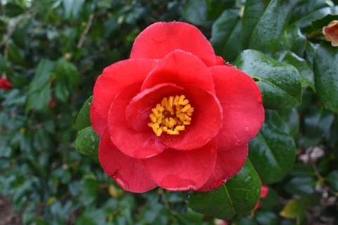 Red Flower Stock Photos