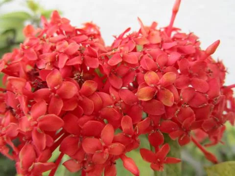 Red flower Stock Photos