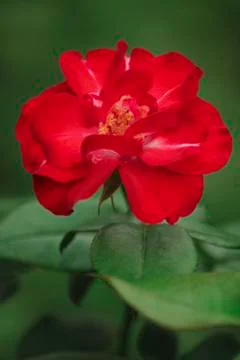 Red flower Foto stock