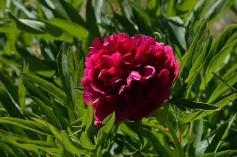 Red Flower Stock Photos