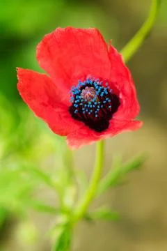 Red flower Stock Photos