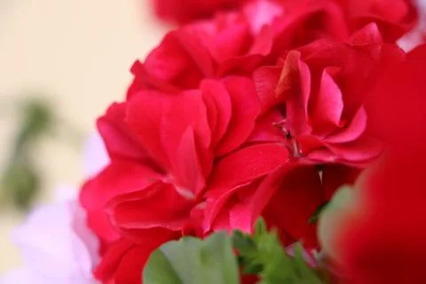 Red flower Stock Photos