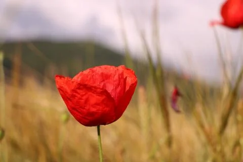 Red flower Stock Photos