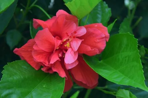 Red flower Foto stock