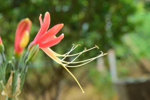 Red flower Foto stock