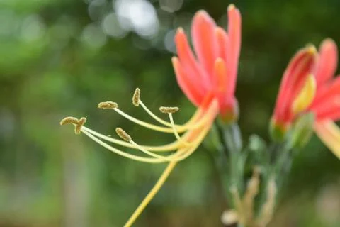 Red flower Stock Photos