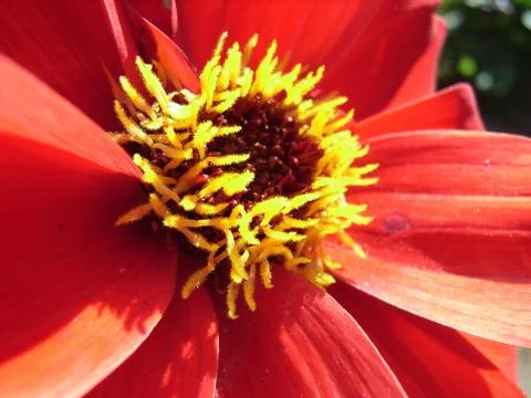 Red Flower Stock Photos