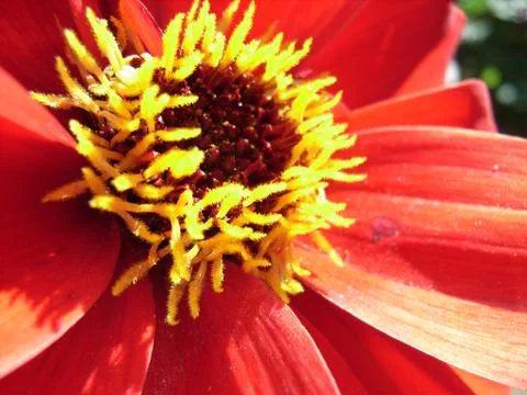 Red Flower Stock Photos