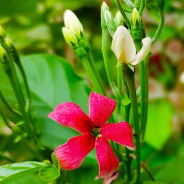 Red flower Stock Photos