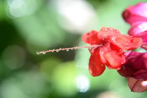 Red Flower 库存照片