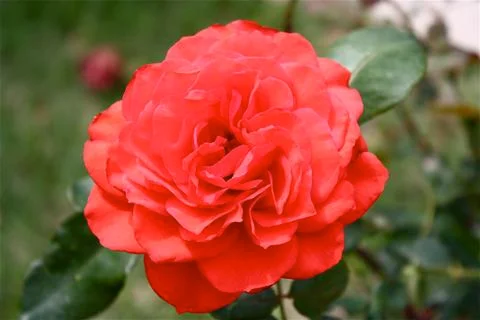 Red Flower 스톡 사진