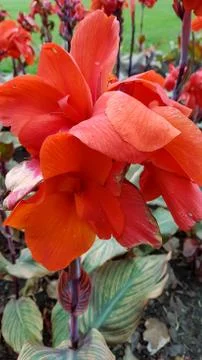 Red flower Stock Photos