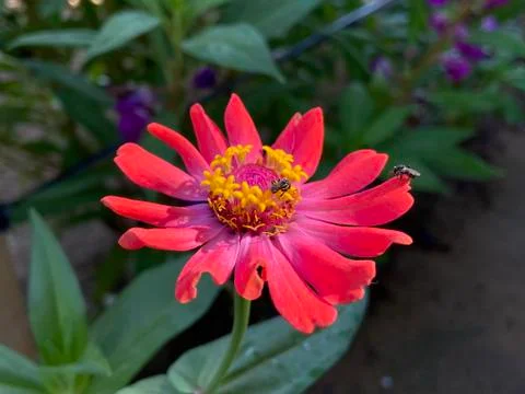 Red flower Stock Photos